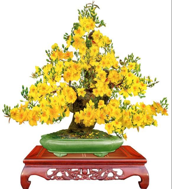 Gạch tranh cây mai ốp phòng khách