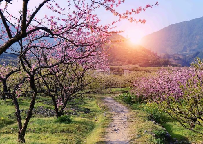 Gạch tranh cây hoa đào ốp tường