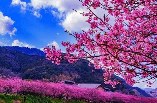 Gạch tranh cây hoa đào ốp tường