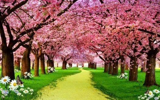 Gạch tranh cây hoa đào ốp tường